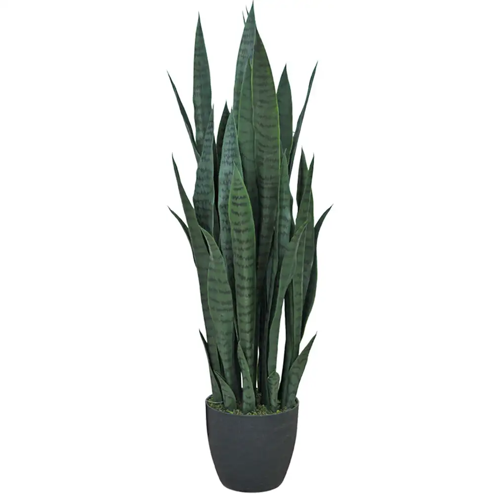 Mr Plant, Sansivieria Huonekasvi 100 cm