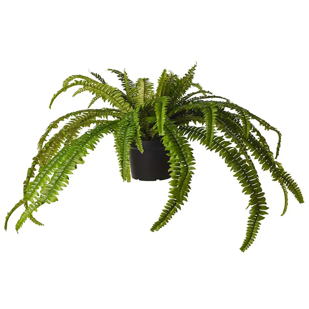 Mr Plant, Saniaiset 55 cm