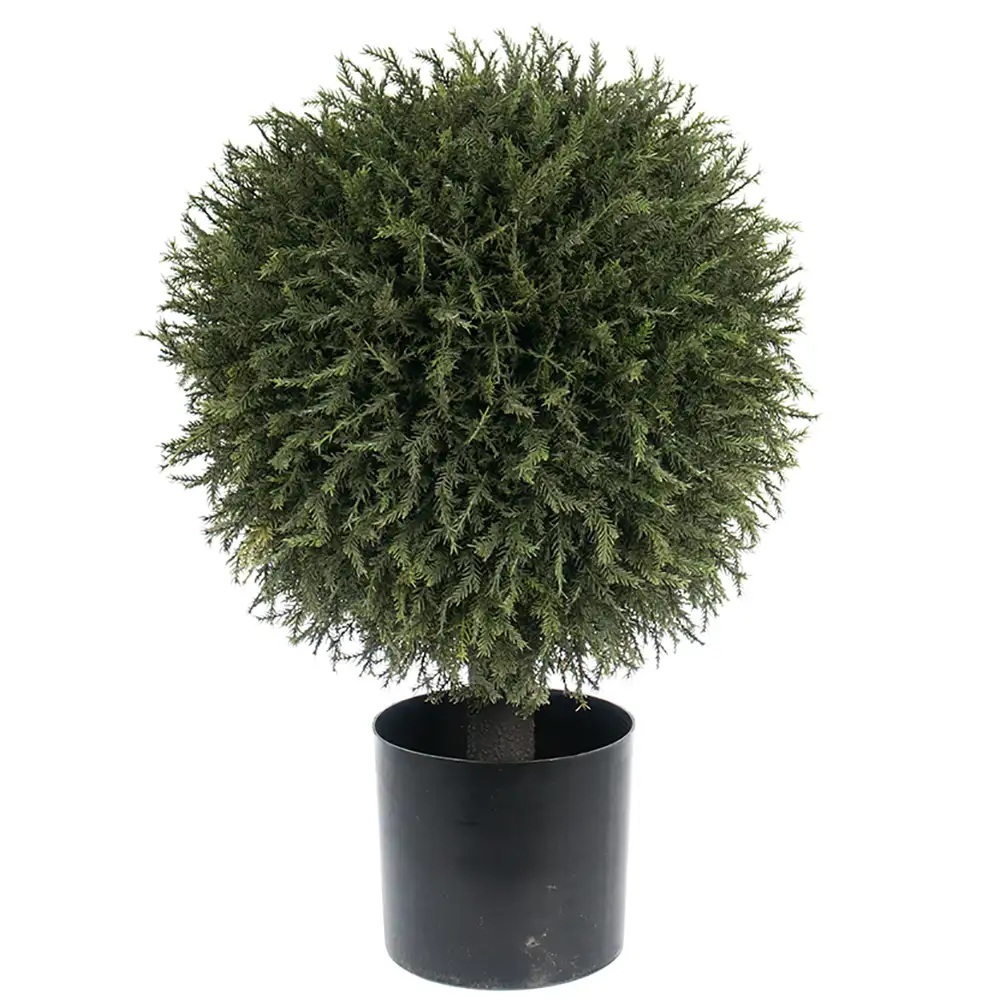 Mr Plant, Kuusipuu 55 cm