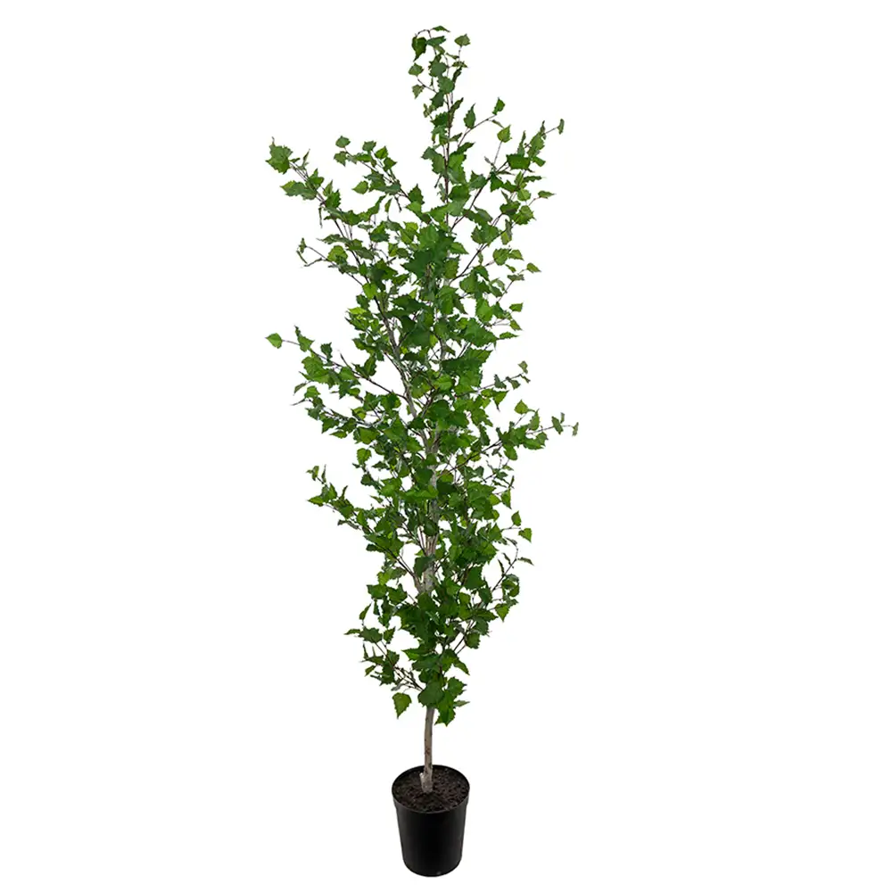 Mr Plant, Koivu Puu 250 cm