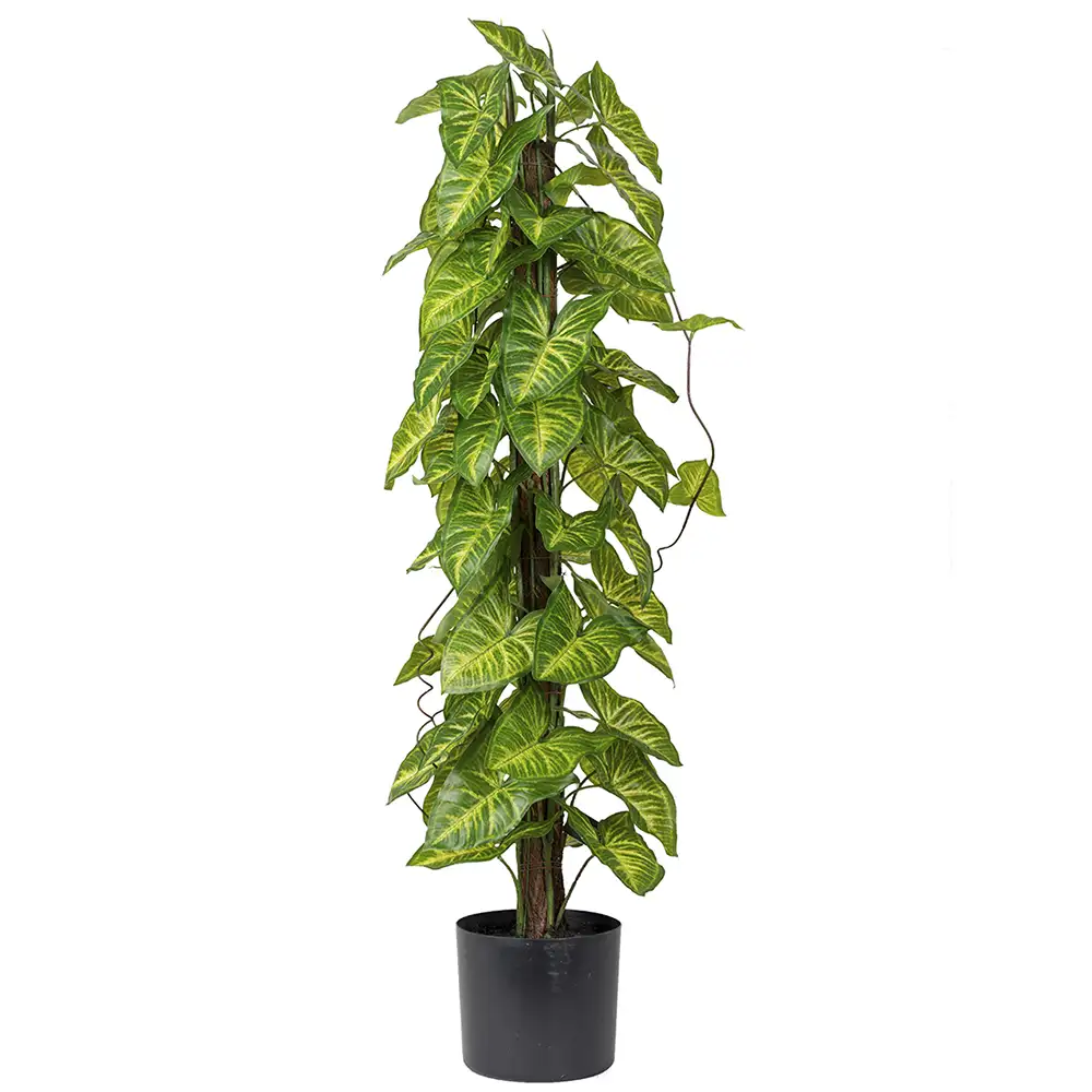 Mr Plant, Hanhenjalka Huonekasvi 90 cm