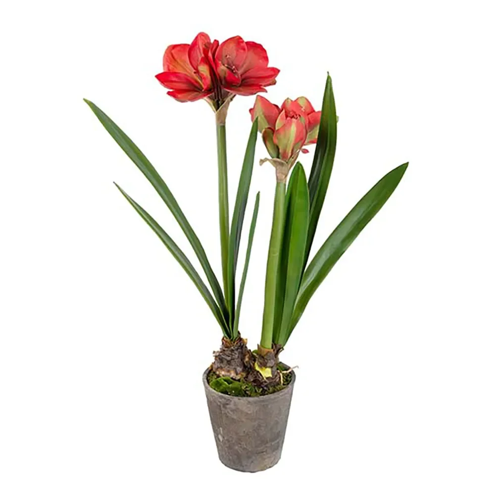 Mr Plant, Amaryllis 90 cm Punainen