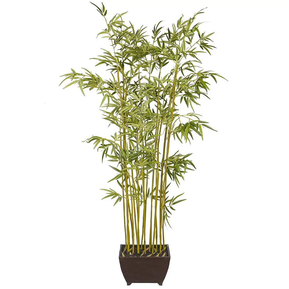 Mr Plant, Bambu 190 cm