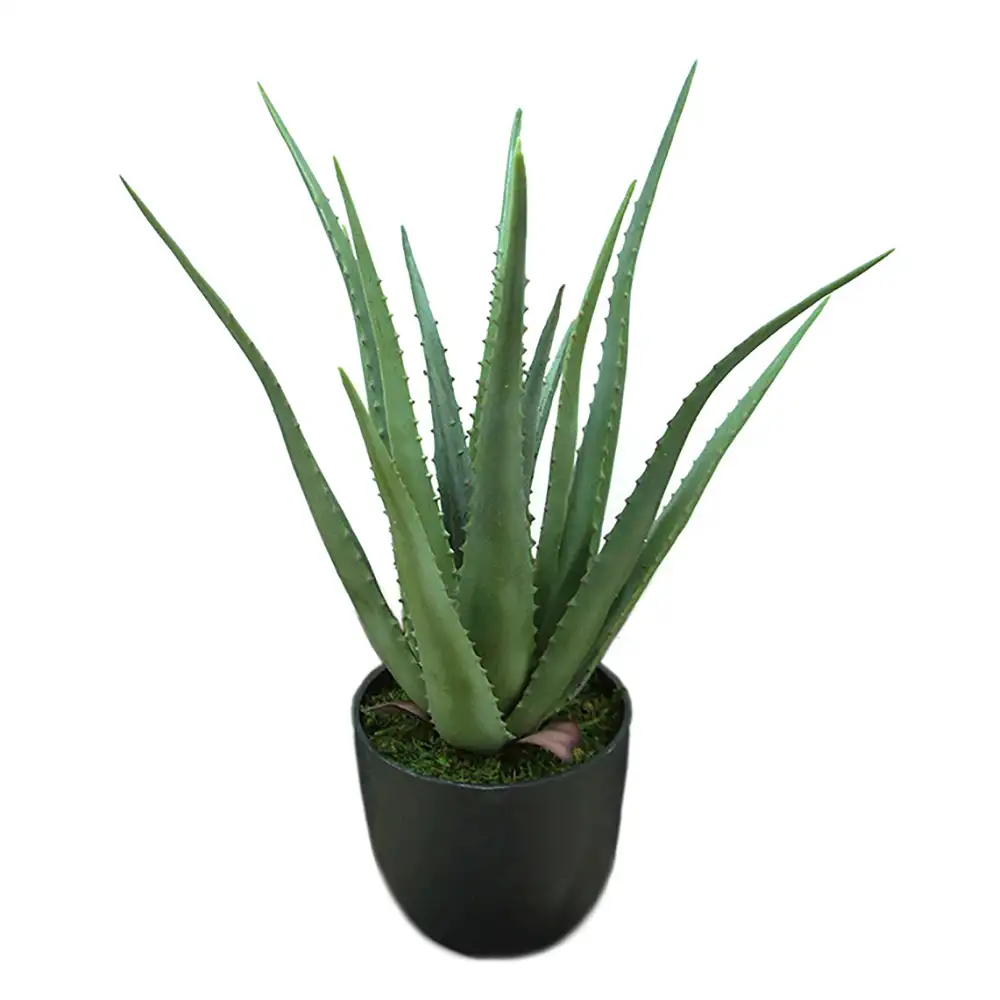 Mr Plant, Aloe Huonekasvi 55 cm