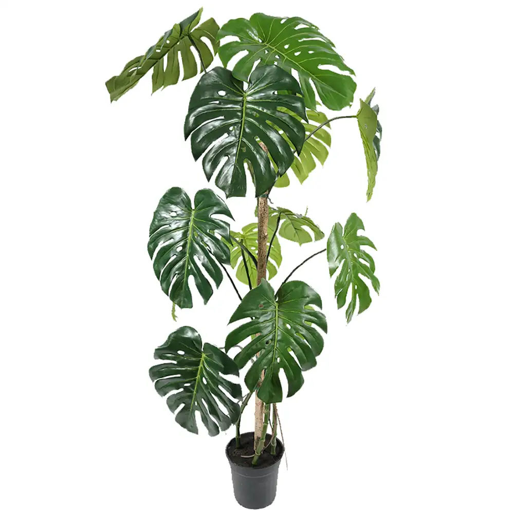 Mr Plant, Monstera 150 cm