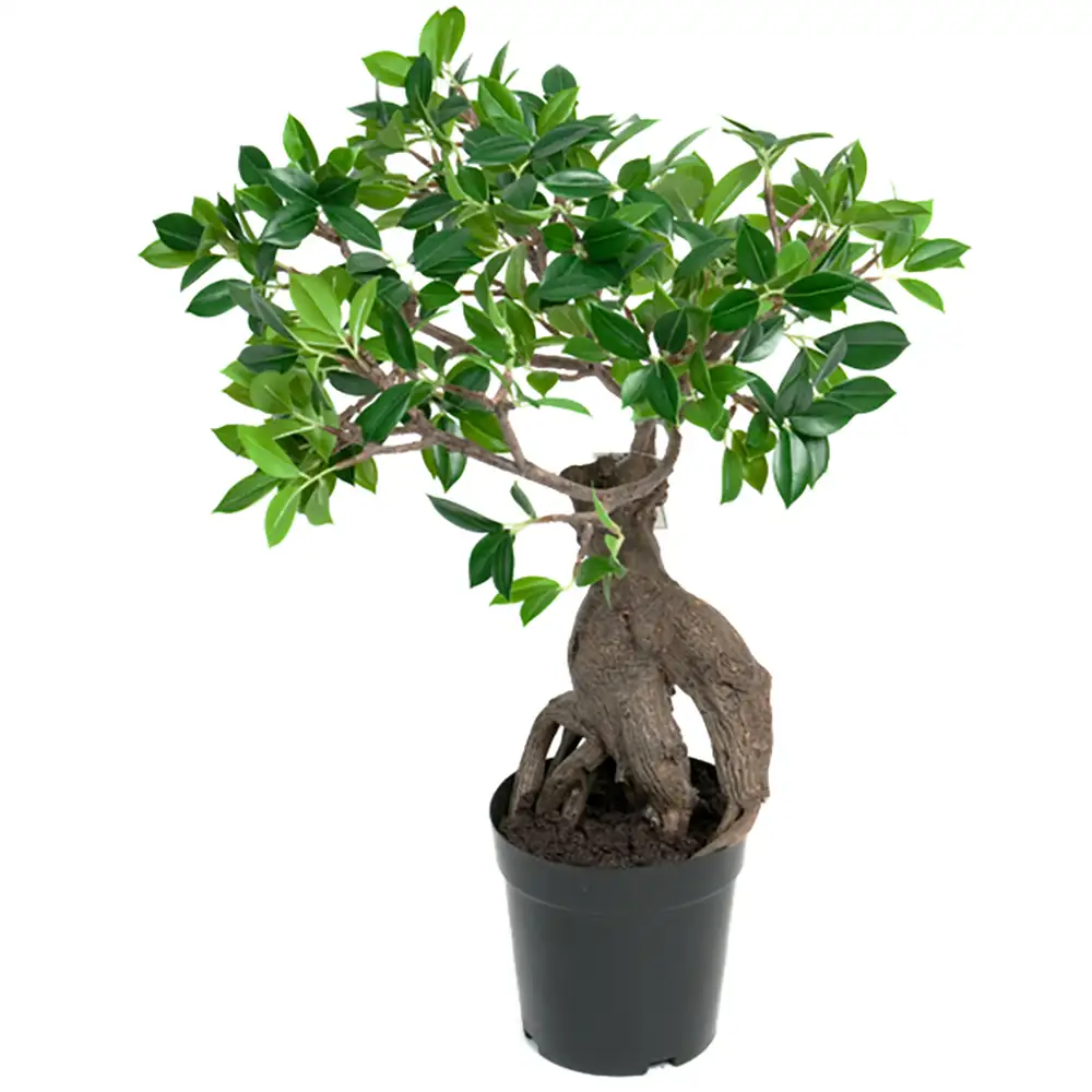 Mr Plant, Ginseng Huonekasvi 50 cm