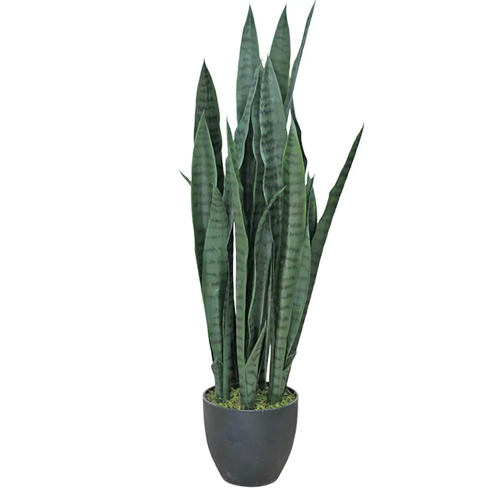 Mr Plant, Sansevieria 85 cm