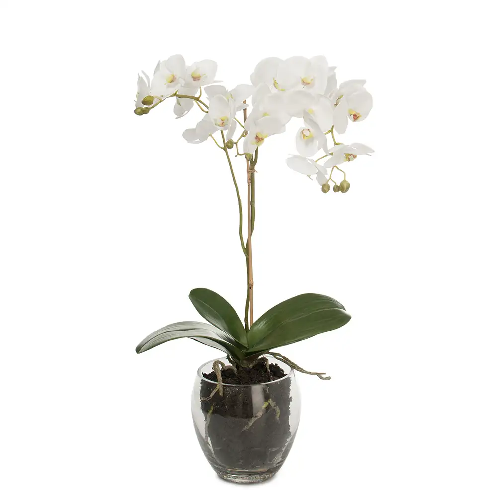 Mr Plant, Phalaenopsis Orkidea 65 cm Valkoinen