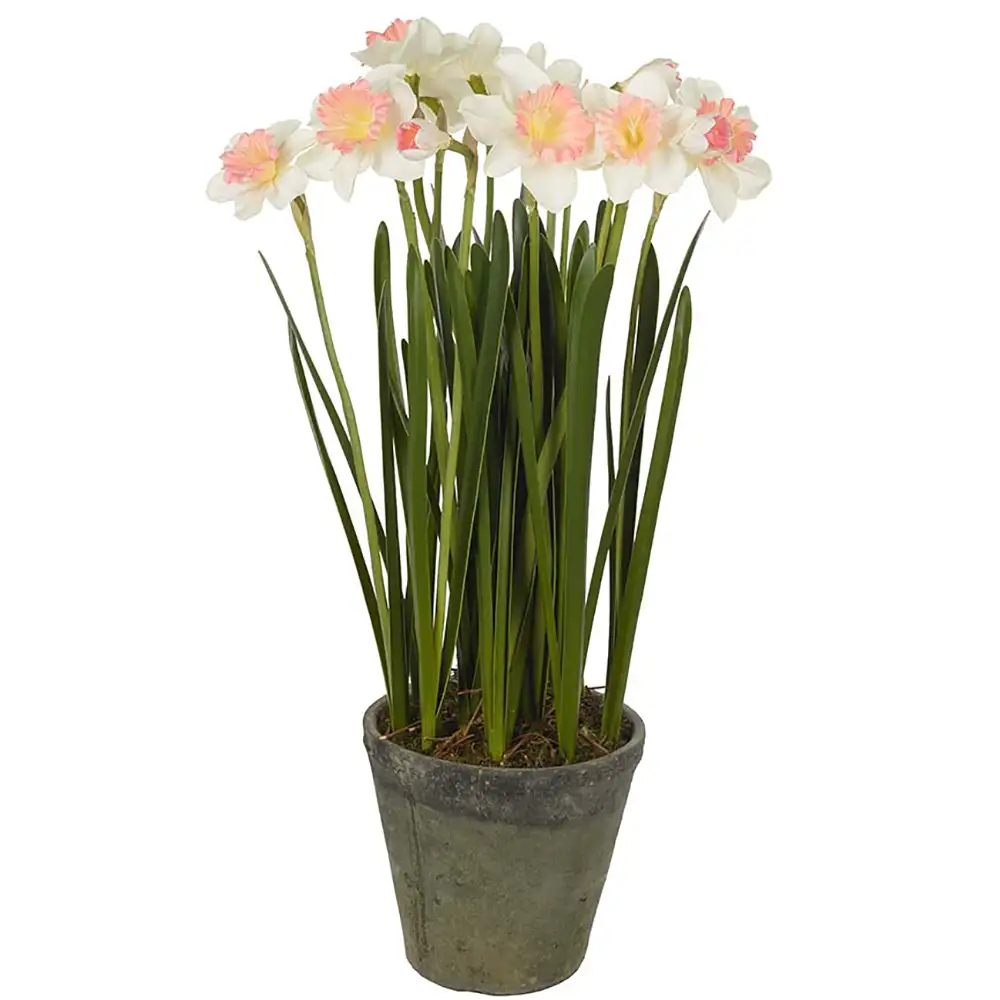 Mr Plant, Narsissi Huonekasvi 70 cm Pinkki