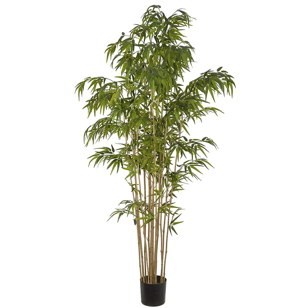 Mr Plant, Bambu 210 cm