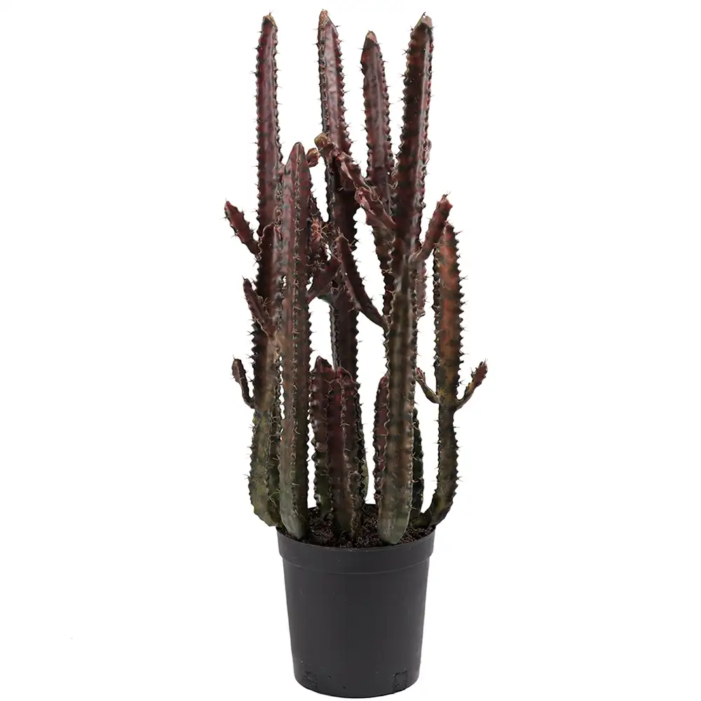 Mr Plant, Kaktus 65 cm