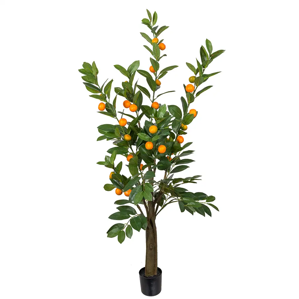 Mr Plant, Sitruspuu 150 cm