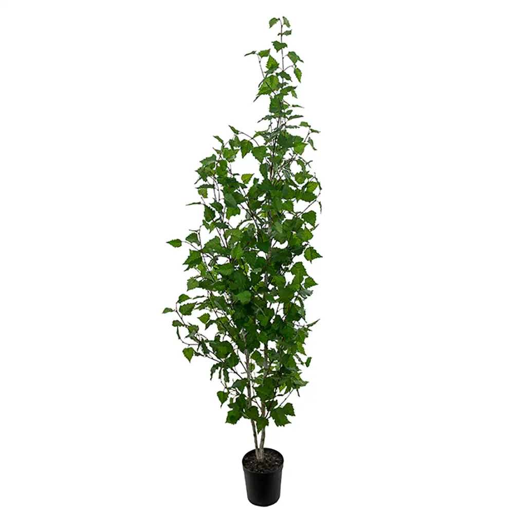 Mr Plant, Koivu Puu 180 cm