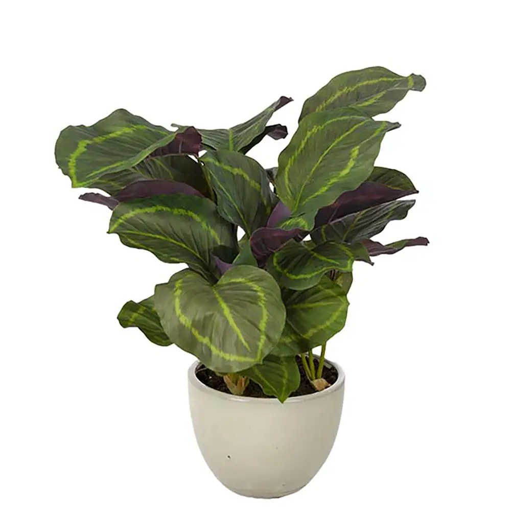 Mr Plant, Calathea Huonekasvi 65 cm