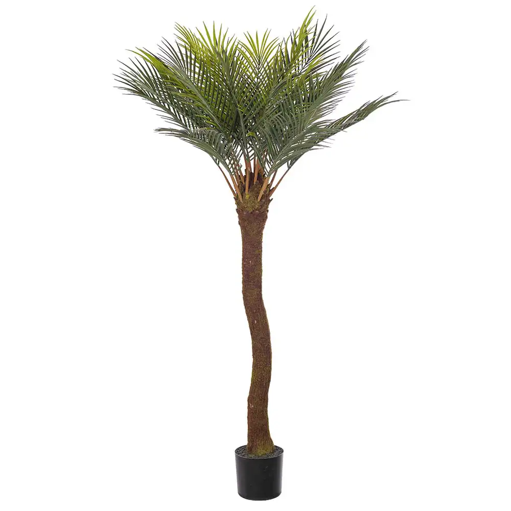 Mr Plant, Cycas Palmu 120 cm