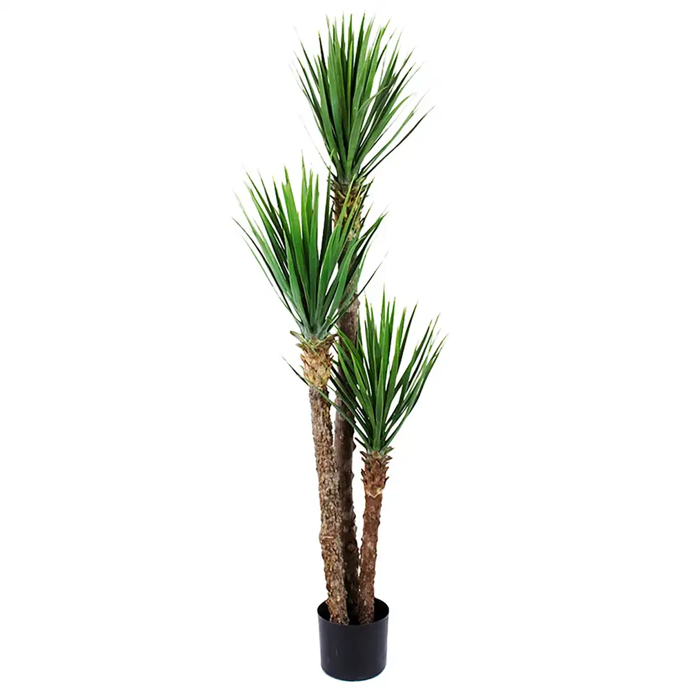 Mr Plant, Yucca Rostrata Puu 150 cm