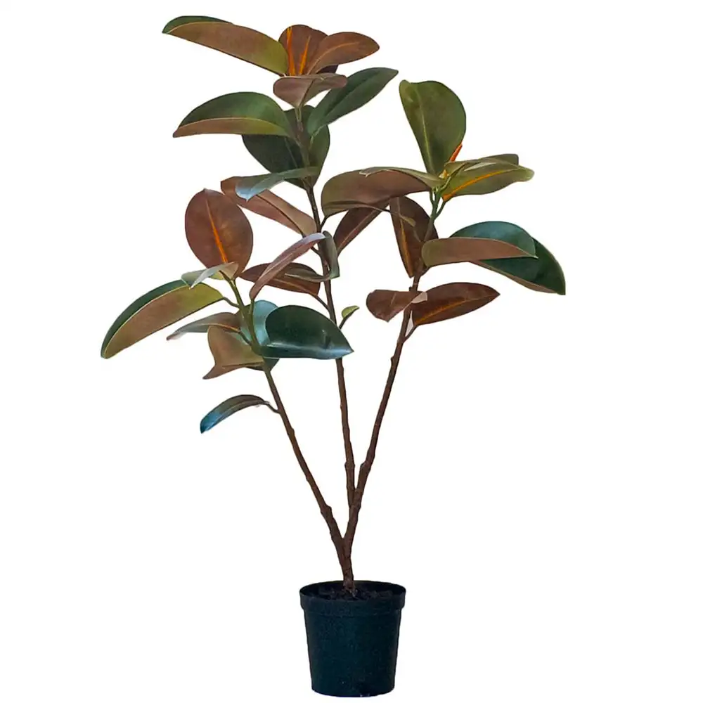 Mr Plant, Viikuna Elastica 120 cm