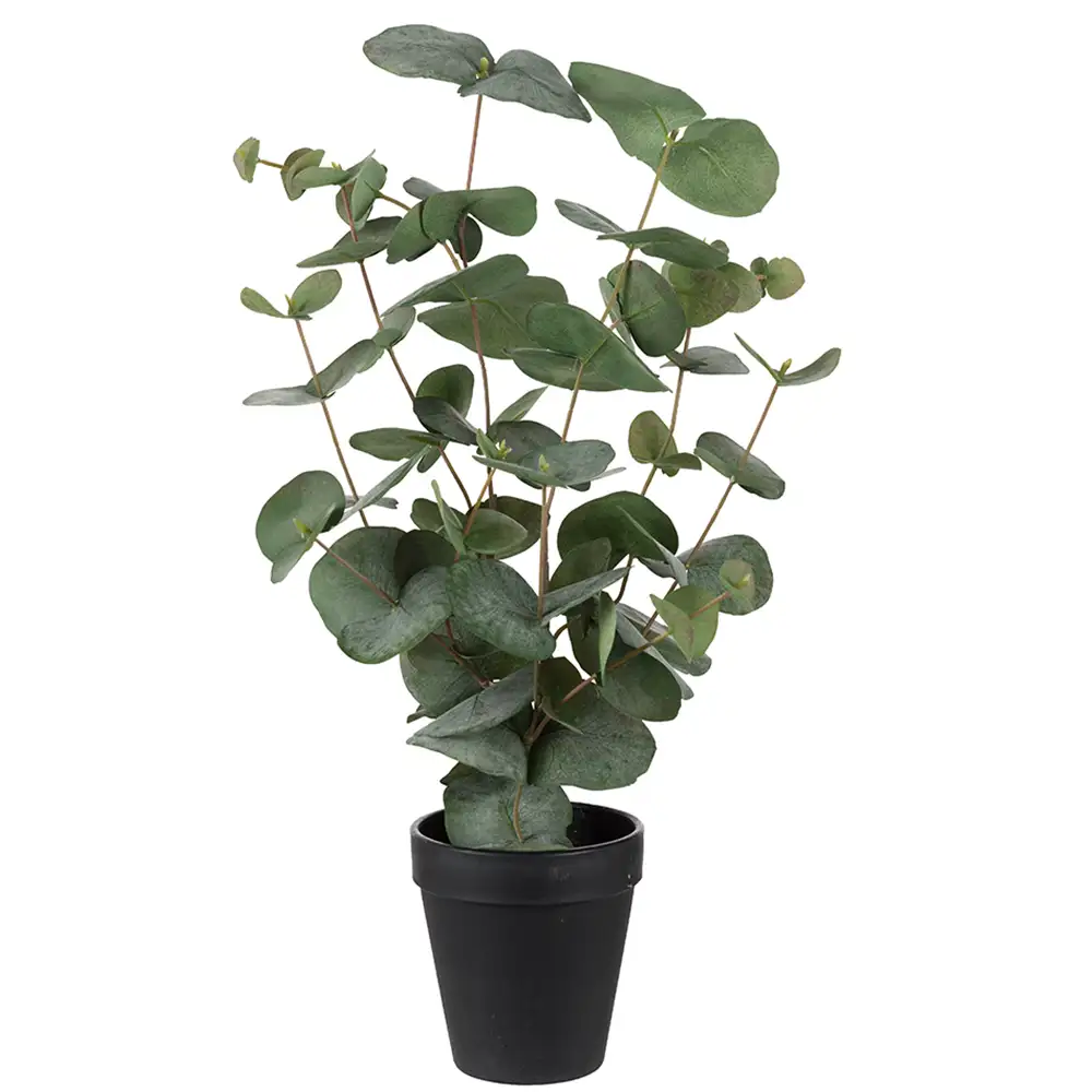 Mr Plant, Eukalyptus ruukkukasvi 55 cm