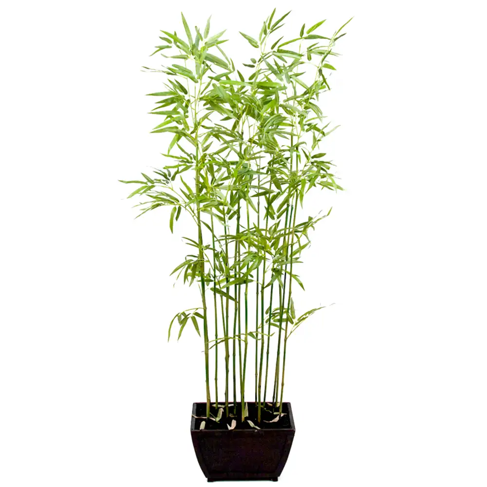 Mr Plant, Bambu 160 cm