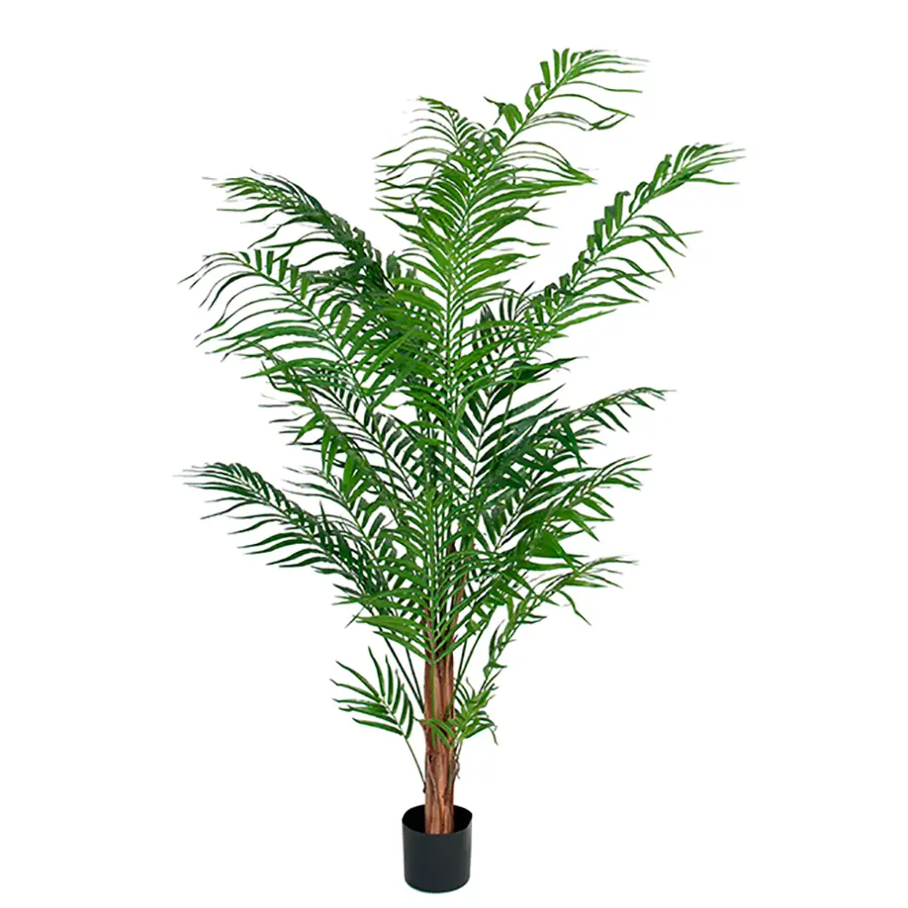 Mr Plant, Arecapalmu 120 cm