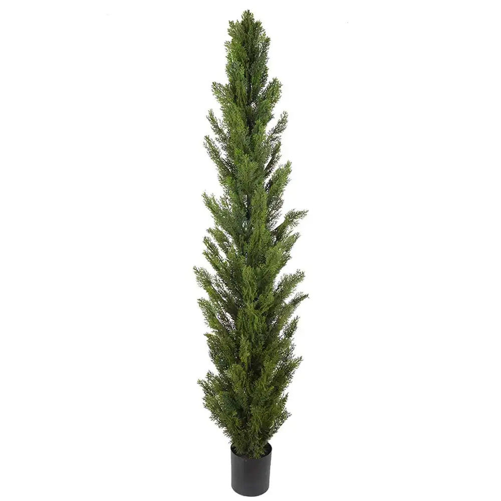 Mr Plant, Sypressipuu 150 cm