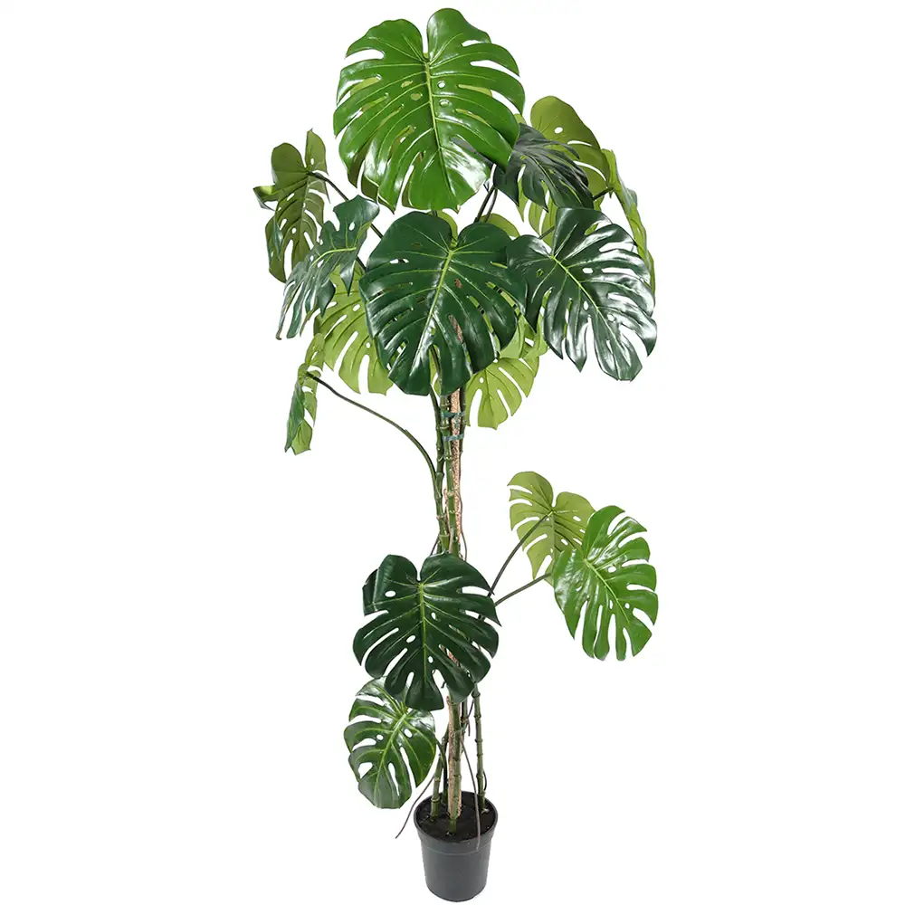 Mr Plant, Monstera 180 cm