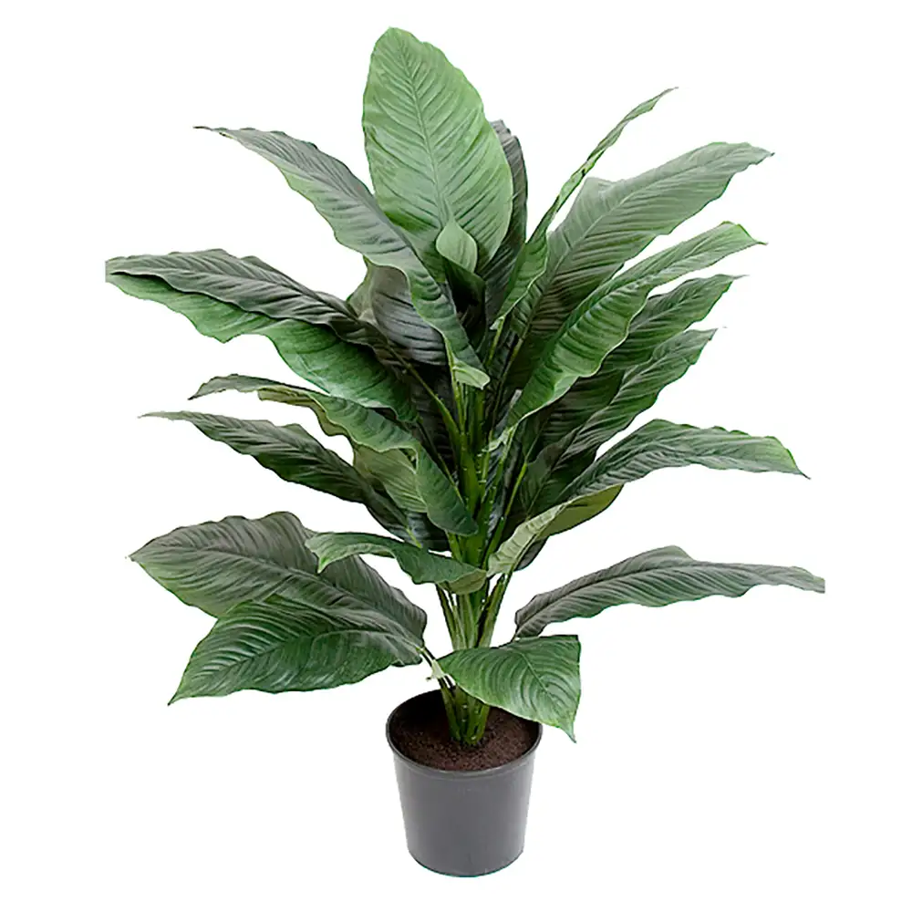 Mr Plant, Rauhanlilja Huonekasvi 105 cm