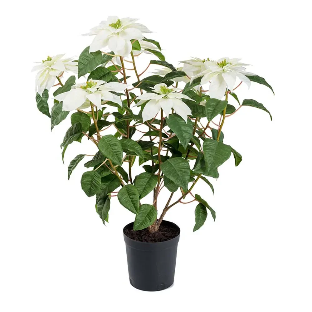 Mr Plant, Joulutähti 70 cm Valkoinen