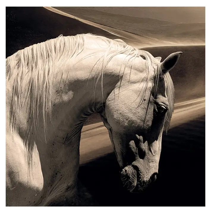 Artwood, Seinäkoriste Arabian Horse 100 x 100 cm Artwood