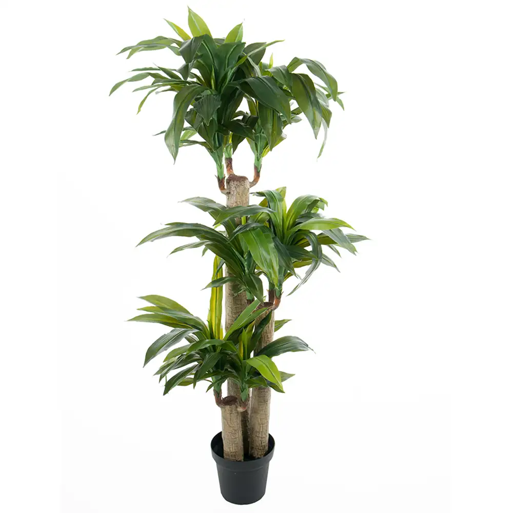 Mr Plant, Dracaena Puu 140 cm