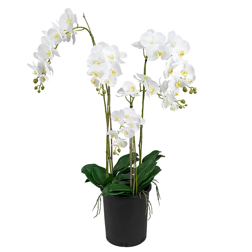 Mr Plant, Phalaenopsis Orkidea 130 cm Valkoinen