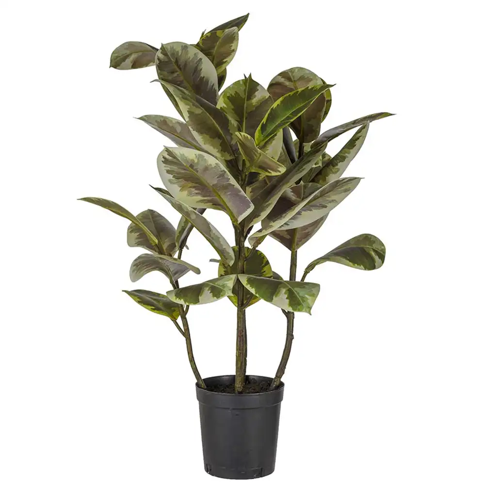 Mr Plant, Viikuna Elastica 85 cm