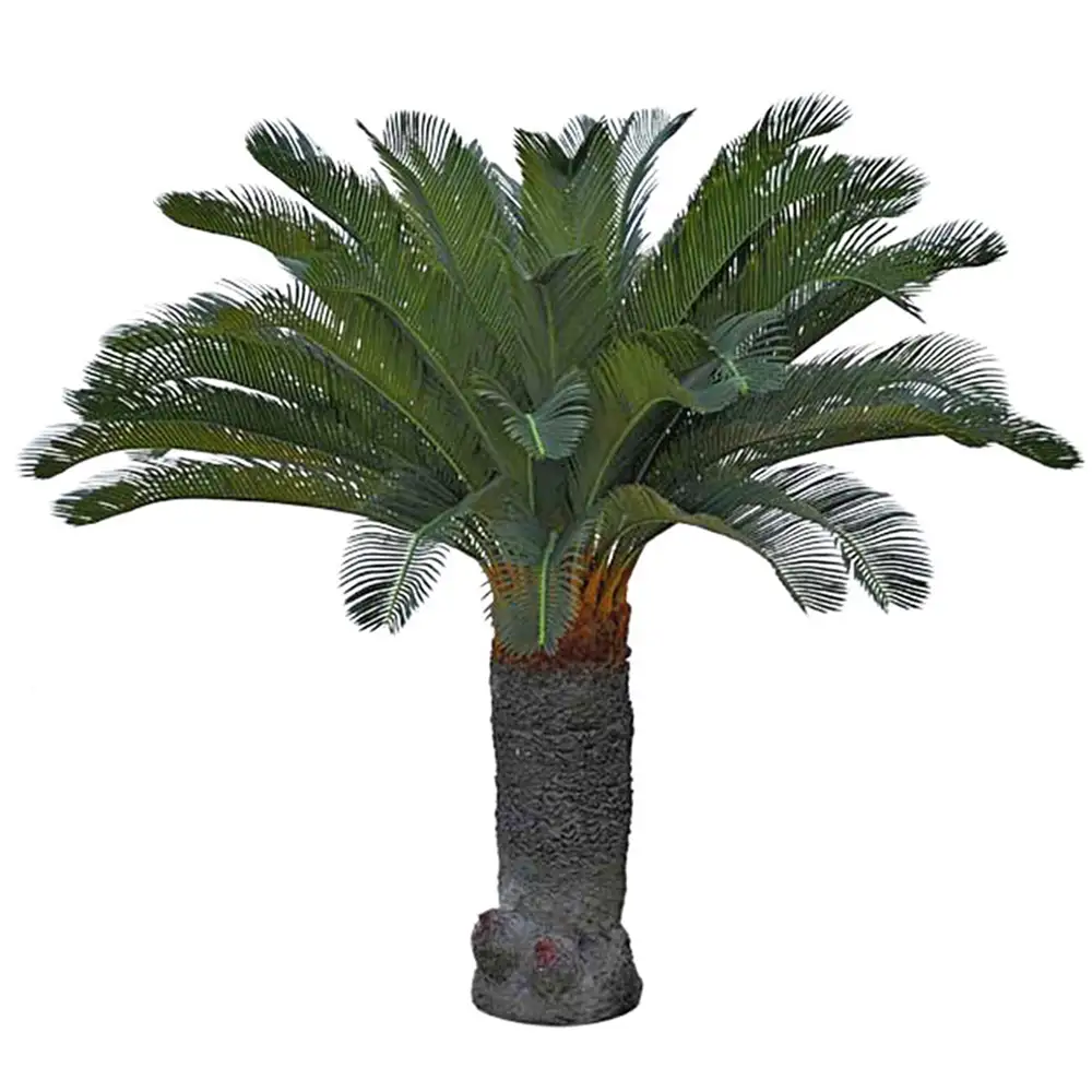 Mr Plant, Cycas Palmu 100 cm