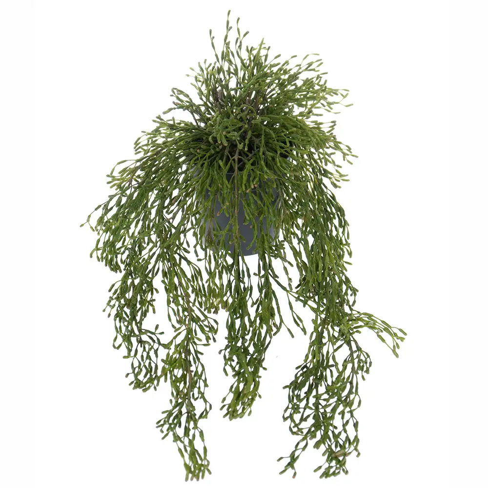 Mr Plant, Rhipsalis Riippukasvi