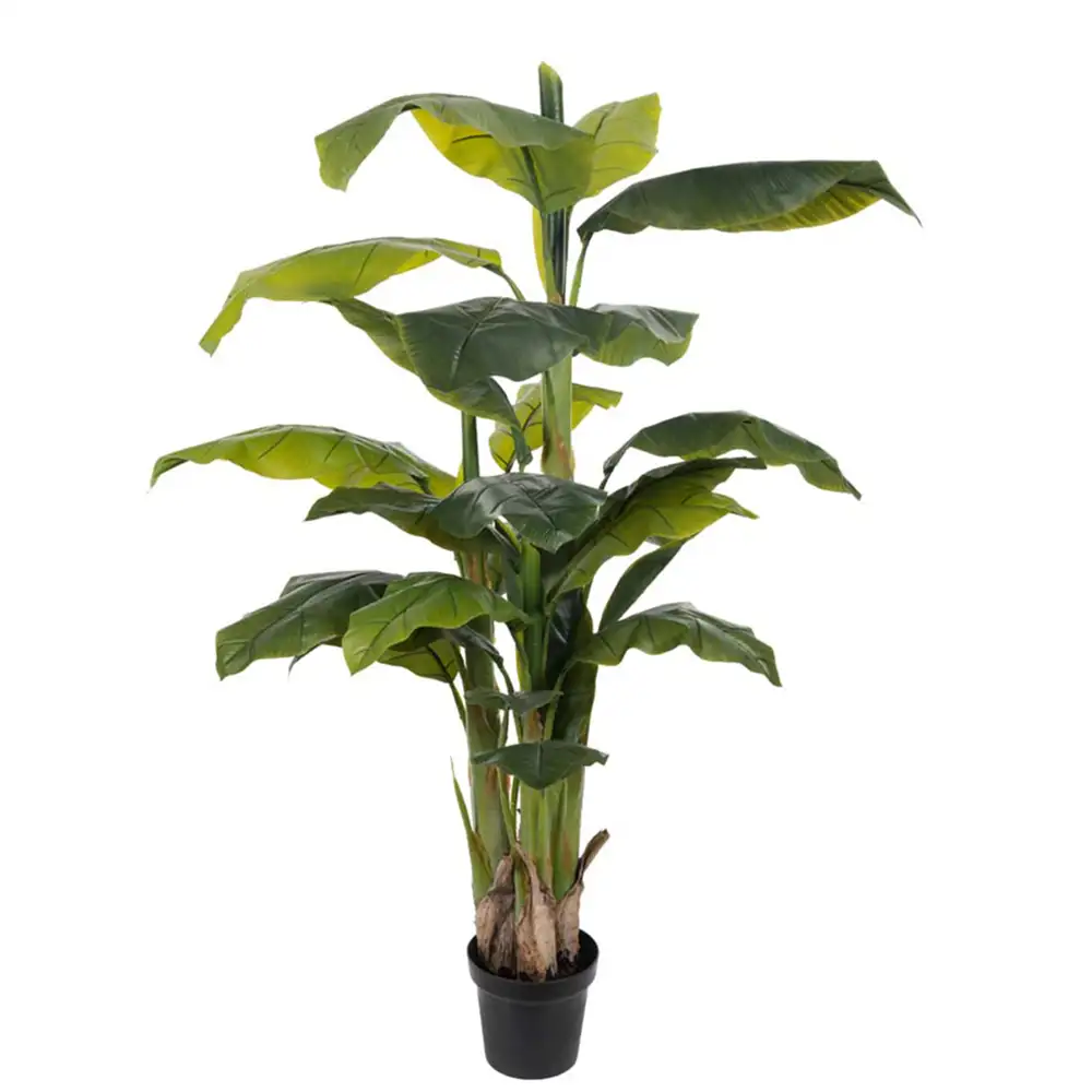 Mr Plant, Banaanipuu 150 cm