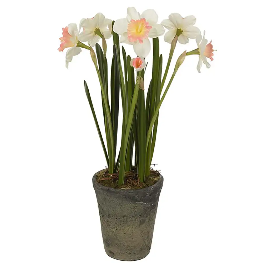 Mr Plant, Narsissi Huonekasvi 55 cm Pinkki