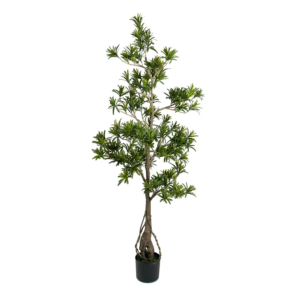 Mr Plant, Podocarpus Puu 150 cm