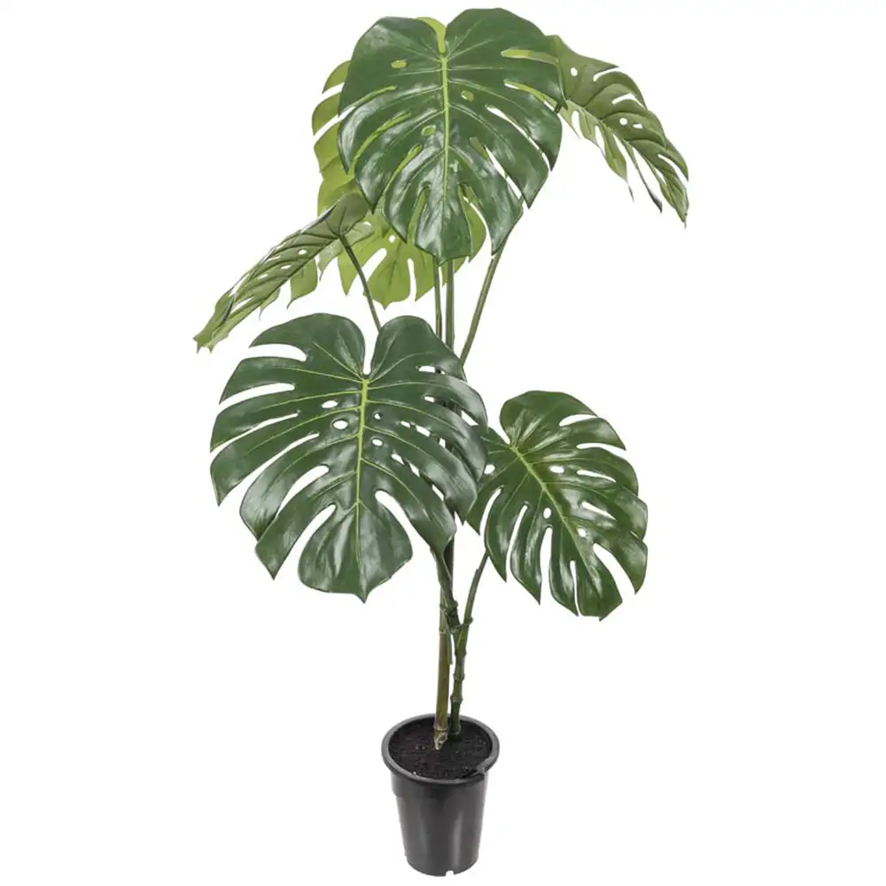 Mr Plant, Monstera 120 cm