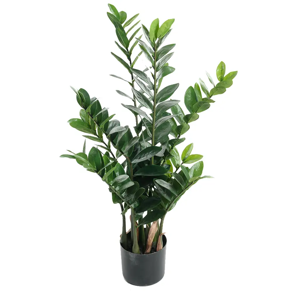 Mr Plant, Zamifolia Huonekasvi 90 cm