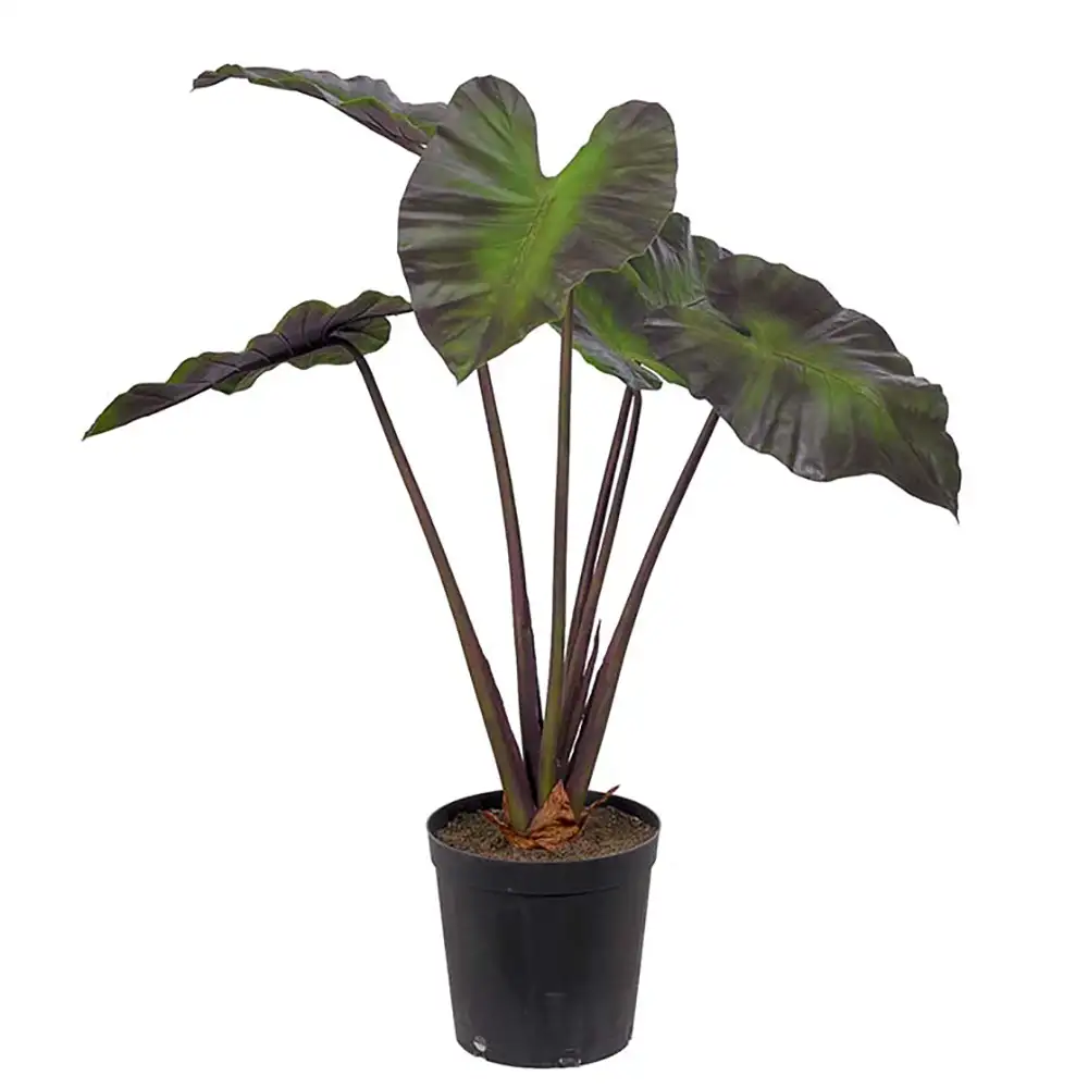 Mr Plant, Alocasia Puu 100 cm