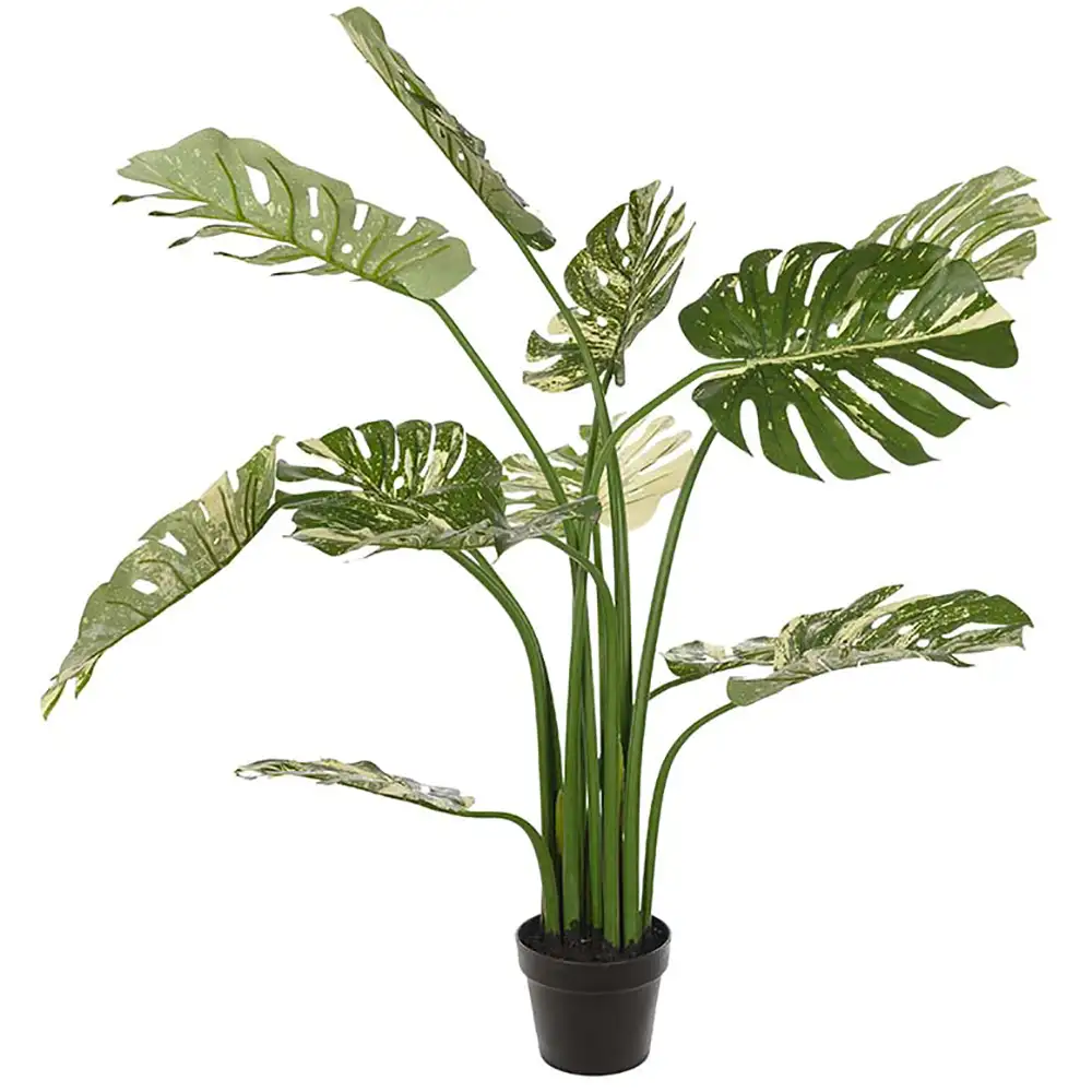 Mr Plant, Monstera 110 cm