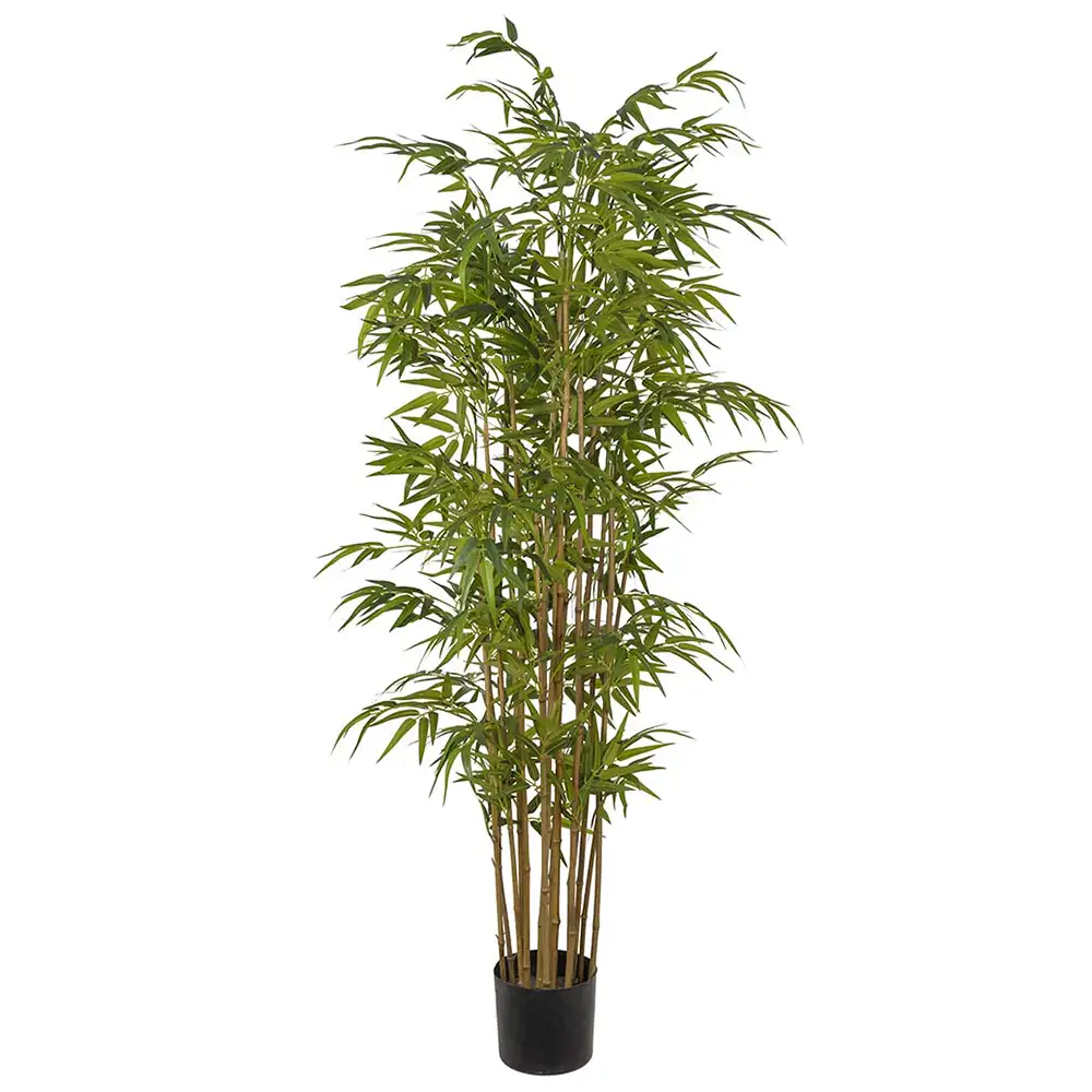 Mr Plant, Bambu 180 cm