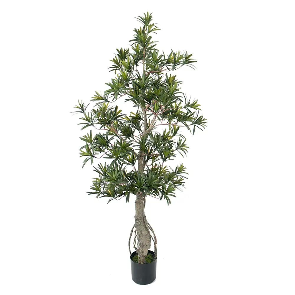 Mr Plant, Podocarpus Puu 120 cm