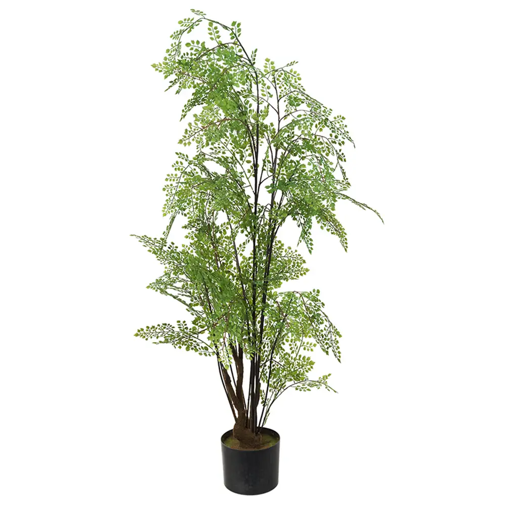 Mr Plant, Adiantum Puu 100 cm