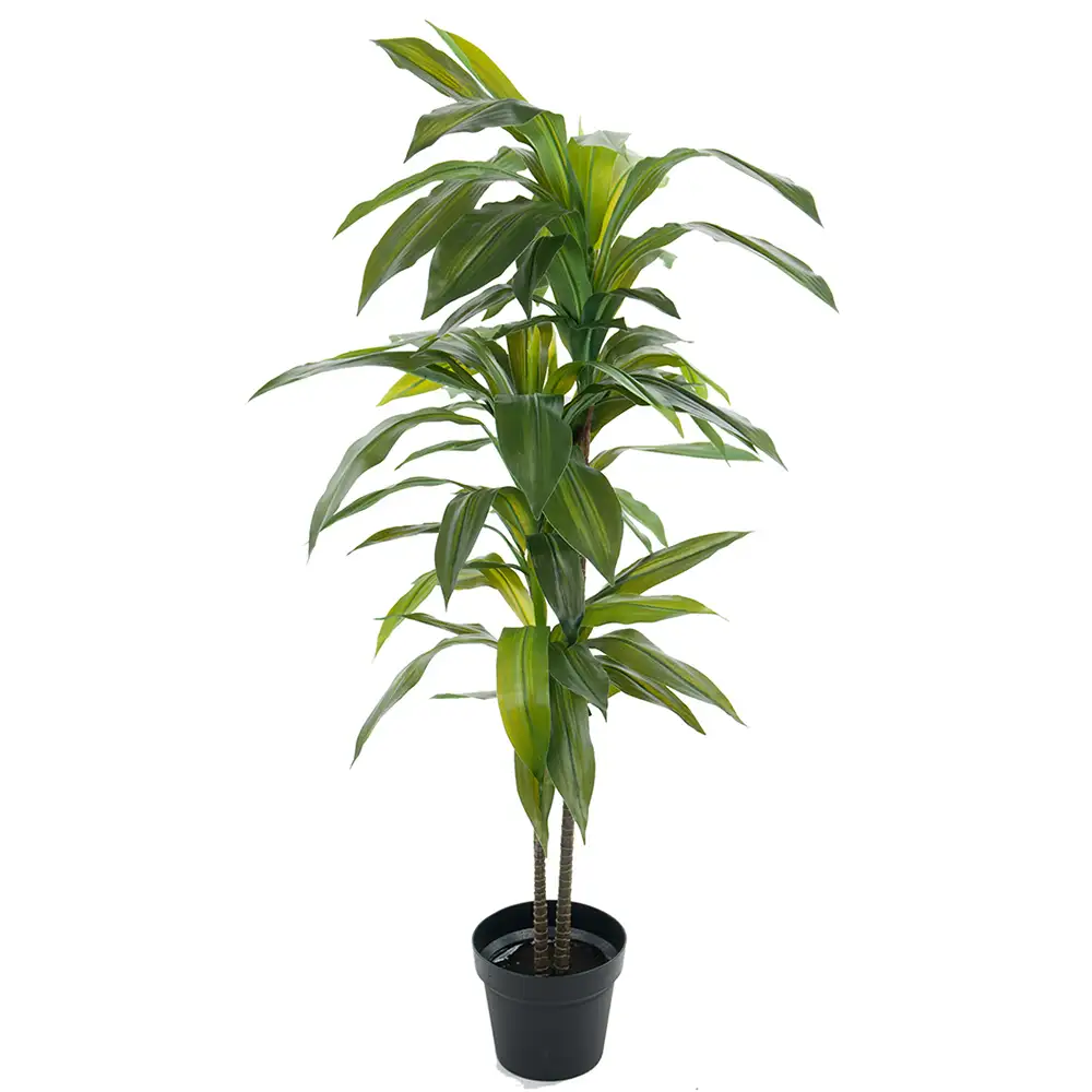 Mr Plant, Dracaena Puu 100 cm