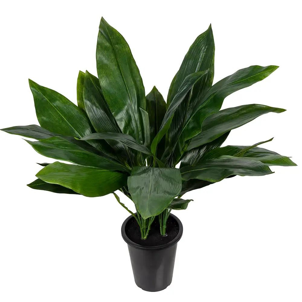 Mr Plant, Aspidistra Huonekasvi 75 cm