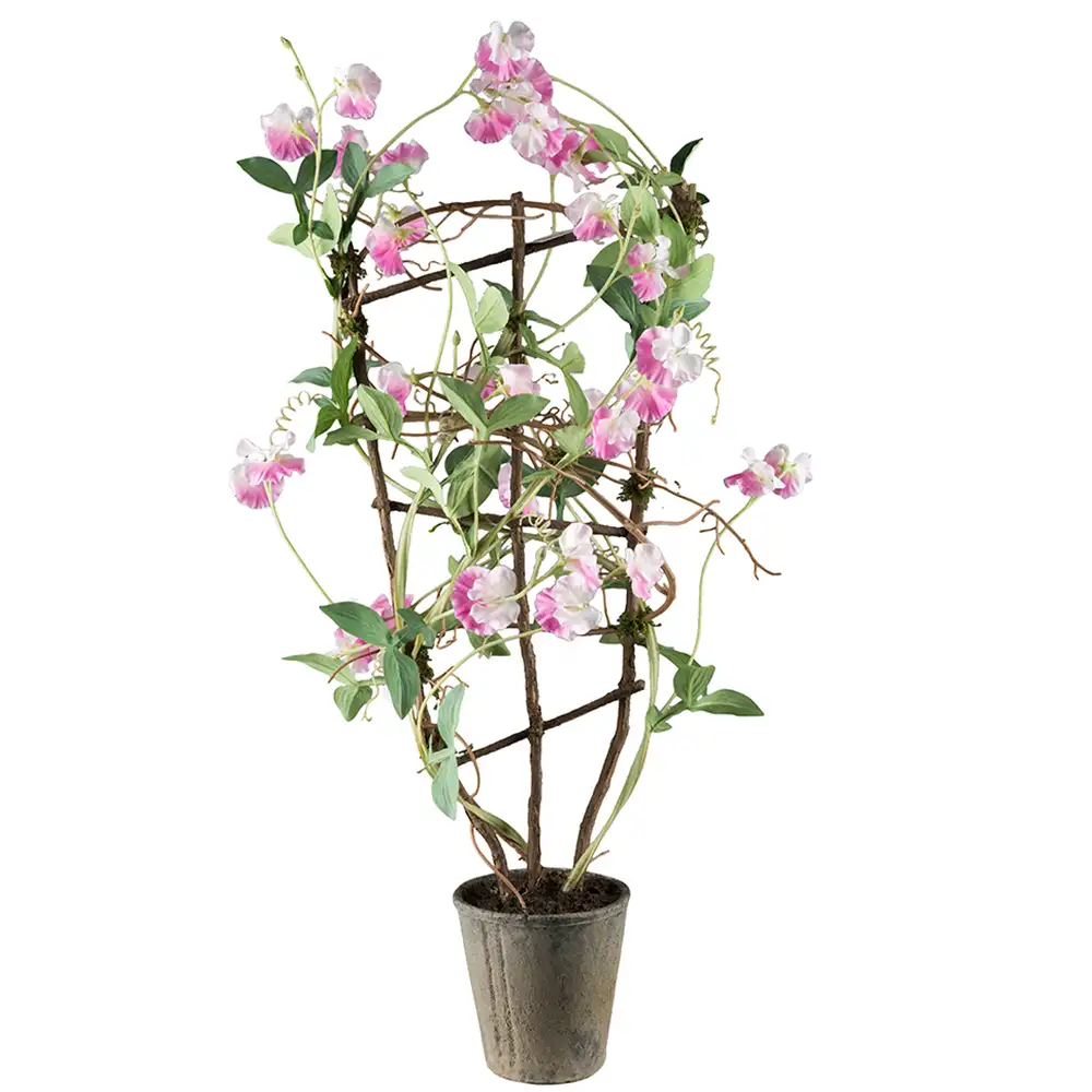 Mr Plant, Tuoksupioni Huonekasvi 90 cm Pinkki