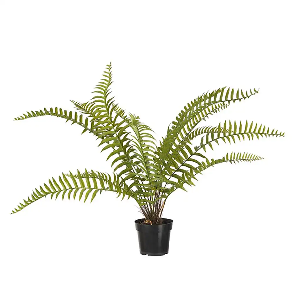 Mr Plant, Saniaiset 90 cm