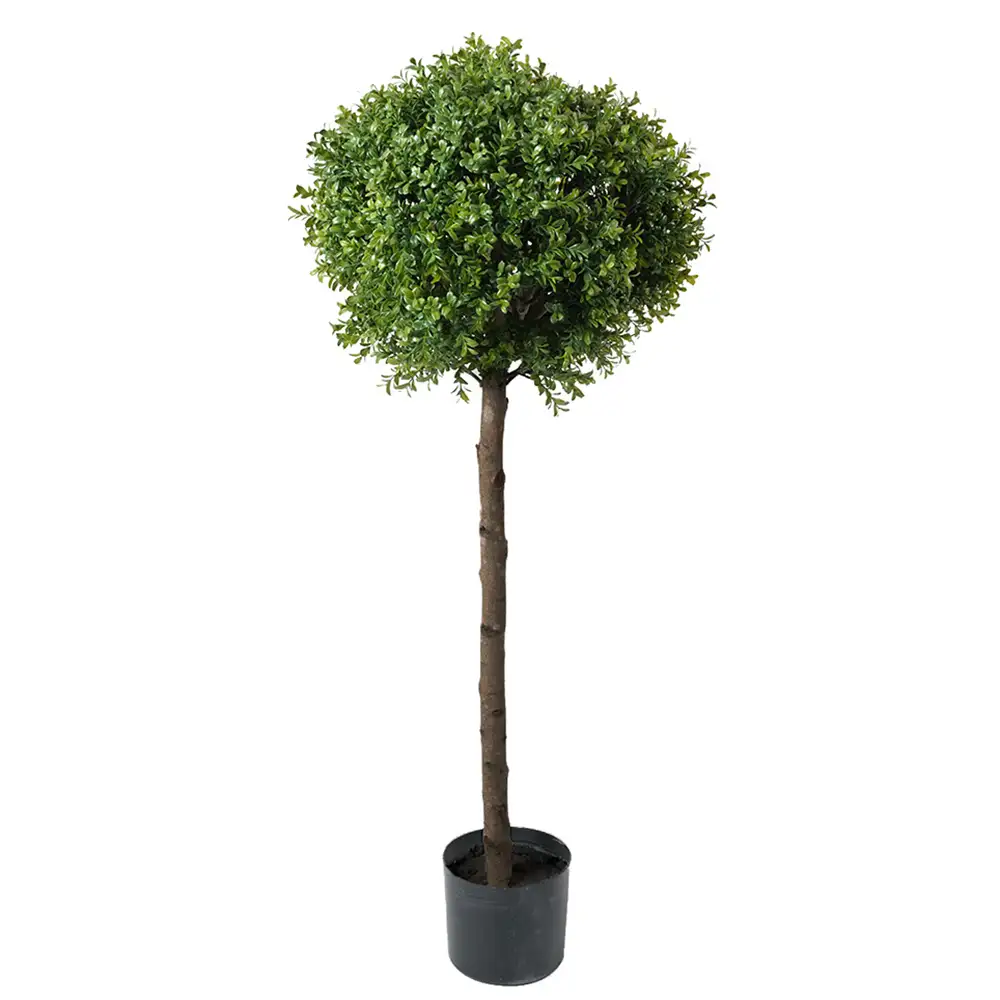 Mr Plant, Buxbom 115 cm