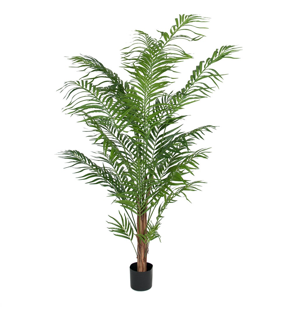 Mr Plant, Arecapalmu 180 cm